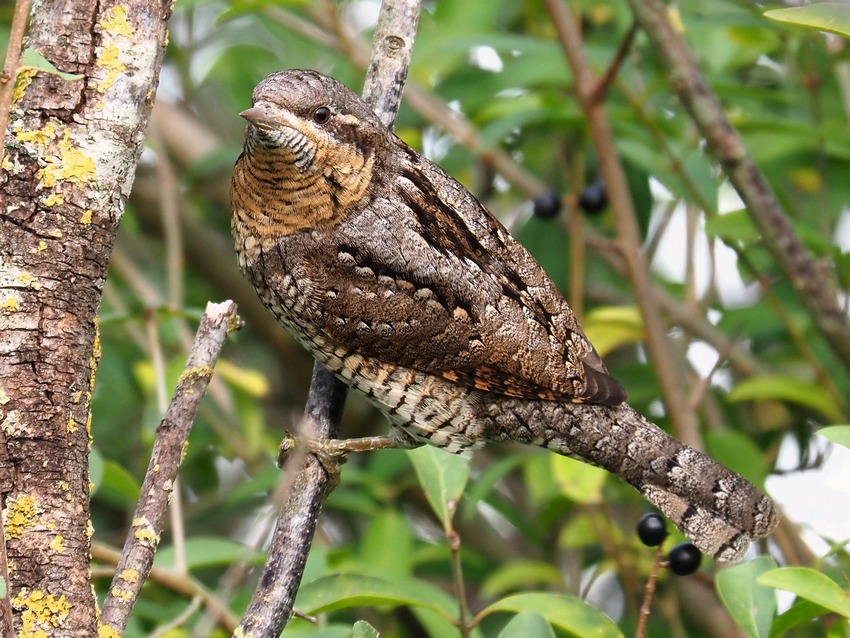 Torcicollo (Jynx torquilla) svernante